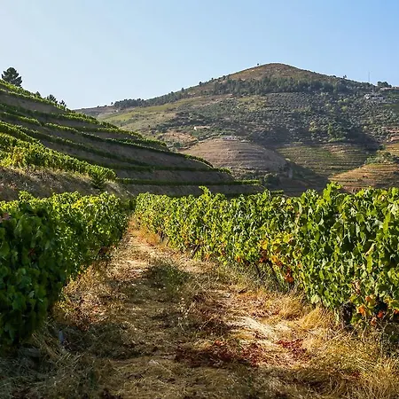 Feelnature Douro Vedeal Vineyard Pinhão